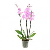 Pembe Orkide Tohumu 5 Adet Tohum Phalaenopsis Çiçek Tohumu - 2