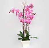 Pembe Orkide Tohumu 5 Adet Tohum Phalaenopsis Çiçek Tohumu - 3