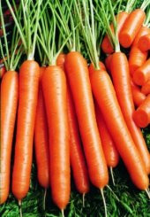 Havuç Tohumu 100 Adet Tohum Nantes Etli Erkenci Havuç - 2