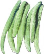 Geleneksel Turşuluk Acur Tohumu 20 Adet Tohum thumbnail 1