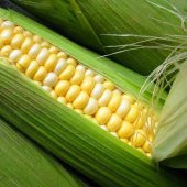 Haşlamalık Süt Mısır Tohumu 15 Adet Tohum - 2