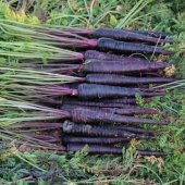 Nadir İthal Mor Havuç Tohumu 100 Adet Tohum Şalgam Havucu - 2