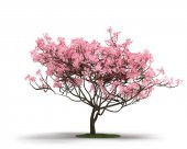 Manolya Ağacı Tohumu 5 Adet Tohum - 1