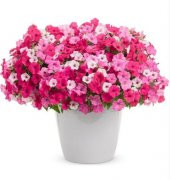 Karışık Petunya Çiçeği Tohumu 25 Adet Tohum Çiçek Tohumu - 1