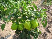 Dolmalık Biber Tohumu 20 Adet Tohum thumbnail 3