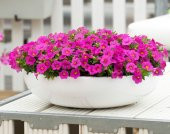 Karışık Petunya Çiçeği Tohumu 25 Adet Tohum Çiçek Tohumu - 2