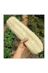 Nadir İthal Lif Kabağı Tohumu 3 Tohum Kabak Tohumu thumbnail 2