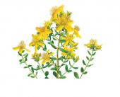 Sarı Kantoron Çiçeği Ekim Seti 10 Adet Tohum Saksı ve Toprak Kantaron - 1