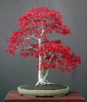 Bodur Acer Rubrum Bonzai Ağacı Tohumu 5 Adet Bonsai Ağacı Tohumu - 1