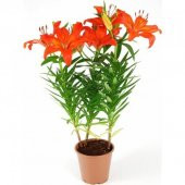 Pembe Arpa Zambak Tohumu 3 Adet Tohum - 1