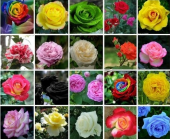 İthal Nadir 20 Farklı Renkte Gül Tohumu 20 Adet Tohum - 1