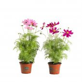 Karışık Cosmos Çiçeği Ekim Seti 5 Adet Tohum Saksı Toprak Çiçek Tohumu - 1