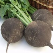 İri Siyah Turp Tohumu 50 Adet Tohum Kara Turp - 2