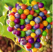 Nadir İthal Renkli Üzüm Tohumu 5 Adet Tohum - 1