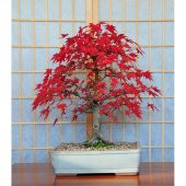 Bodur Acer Rubrum Bonzai Ağacı Tohumu 5 Adet Bonsai Ağacı Tohumu - 3