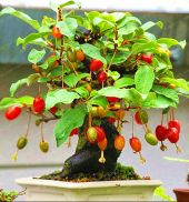 Bodur Kızılcık Bonzai Ağacı Tohumu 5 Adet Bonsai Ağacı Tohumu - 1