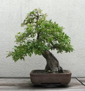 Bodur Cennet Bonzai Ağacı Tohumu 5 Adet Bonsai Ağacı Tohumu - 2