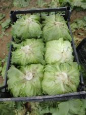 Göbekli İceberk Marul Tohumu 100 Adet Tohum İceberc thumbnail 3