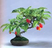 Bodur Kızılcık Bonzai Ağacı Tohumu 5 Adet Bonsai Ağacı Tohumu - 2