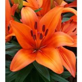 Pembe Arpa Zambak Tohumu 3 Adet Tohum - 3