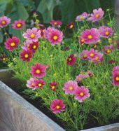 Karışık Cosmos Çiçeği Ekim Seti 5 Adet Tohum Saksı Toprak Çiçek Tohumu - 3