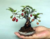 Bodur Kızılcık Bonzai Ağacı Tohumu 5 Adet Bonsai Ağacı Tohumu - 3