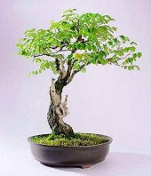 Bodur Cennet Bonzai Ağacı Tohumu 5 Adet Bonsai Ağacı Tohumu - 3
