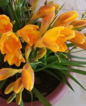 Pembe Arpa Zambak Tohumu 3 Adet Tohum - 4