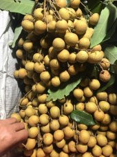 Tropikal Ejderha Gözü Meyvesi Tohumu 1 Adet Tohum - 3