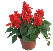 Karışık Ateş Çiçeği Tohumu 5 Adet Tohum - 1