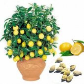 Bodur Hint Limonu Bonzai Ağacı Ekim Seti 5 Adet Tohum Saksı Toprak Kombin - 1