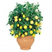 Bodur Hin Limonu Bonzai Ağacı Tohumu 5 Adet Bonsai Ağacı Tohumu thumbnail 1