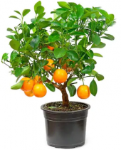 Bodur Portakal Bonzai Ağacı Ekim Seti 5 Adet Tohum Saksı Toprak Kombin thumbnail 1