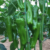 Meşhur Üç Burun Mazamort Biber Tohumu 25 Adet Tohum - 2