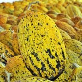 Altınbaş Kavun Tohumu 15 Adet Tohum thumbnail 2