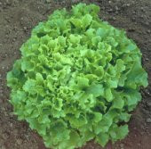 Şamba Kıvırcık Marul Tohumu 100 Adet Tohum - 2