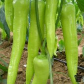 Nadir Acı Çarliston Biberi Tohumu 20 Adet Biber Tohumu thumbnail 2