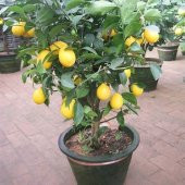 Bodur Hint Limonu Bonzai Ağacı Ekim Seti 5 Adet Tohum Saksı Toprak Kombin - 2