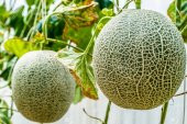 Nadir İthal Japon Kavunu Tohumu 5 Adet Tohum Kavun Tohumu - 2