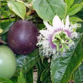 Tropikal Tutku Meyvesi Tohumu 3 Adet Tohum Passion Fruit - 2