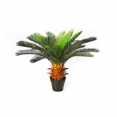 Nadir İthal Cycas Tohumu 3 Adet Tohum Sikas Revoluta - 2