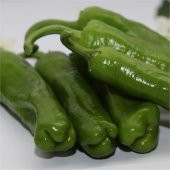 Meşhur Üç Burun Mazamort Biber Tohumu 25 Adet Tohum - 3