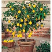 Bodur Hint Limonu Bonzai Ağacı Ekim Seti 5 Adet Tohum Saksı Toprak Kombin - 3