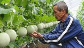 Nadir İthal Japon Kavunu Tohumu 5 Adet Tohum Kavun Tohumu - 3