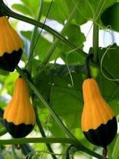 Sarı Yeşil Kabak Tohumu 5 Adet Tohum Süs Kabağı - 3