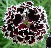 Karışık Çin Karanfili Çiçeği Tohumu 5 Adet Tohum Çiçek Tohumu - 3