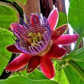 Tropikal Tutku Meyvesi Tohumu 3 Adet Tohum Passion Fruit - 3