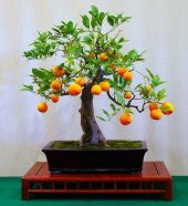 Bodur Portakal Bonzai Ağacı Tohumu 5 Adet Bonsai Ağacı Tohumu - 3