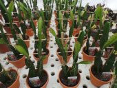 İthal Nadir Tropikal Kırmızı Pitaya Tohumu 100 Tohum Ejder Meyvesi Tohumu Pithaya thumbnail 3