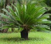 Nadir İthal Cycas Tohumu 3 Adet Tohum Sikas Revoluta - 3